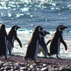 Los Pingüinos En La Gran Carrera